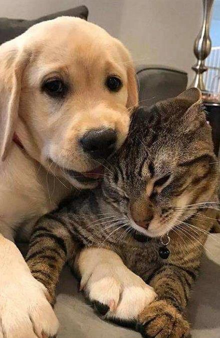 上证速配 狗子狂热扑你怀，猫咪却高冷瞥一眼，养谁更治愈？